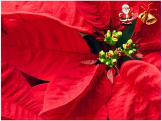 Χριστουγεννιάτικες εικόνες