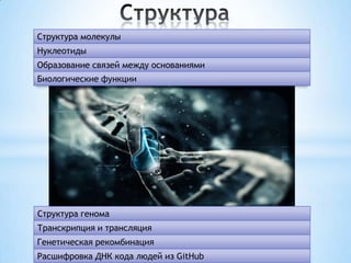 Структура молекулы
Нуклеотиды
Образование связей между основаниями
Биологические функции

Структура генома
Транскрипция и трансляция
Генетическая рекомбинация
Расшифровка ДНК кода людей из GitHub

 