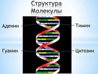 Аденин

Тимин

Гуанин

Цитозин

 