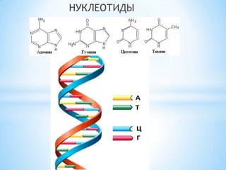 НУКЛЕОТИДЫ

 