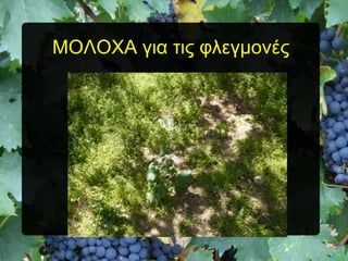 ΜΟΛΟΥΑ για ηις θλεγμονές

 