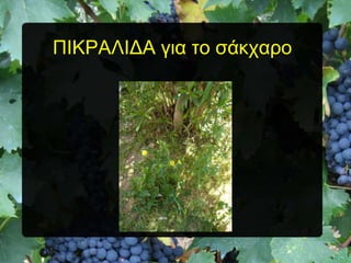 ΠΗΚΡΑΛΗΓΑ για ηο ζάκταρο

 