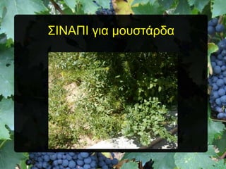 ΢ΗΝΑΠΗ για μοσζηάρδα

 