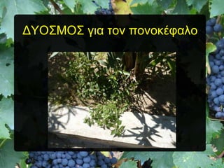 ΓΤΟ΢ΜΟ΢ για ηον πονοκέθαλο

 