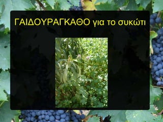 ΓΑΗΓΟΤΡΑΓΚΑΘΟ για ηο ζσκώηι

 