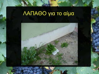 ΛΑΠΑΘΟ για ηο αίμα

 