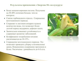 Более мощная корневая система. Получение
на 30-40% початков больше, чем на
контроле.
Снятие гербицидного стресса. Сокращение
вегетационного периода.
Сохраняет в листовом аппарате нужное
количество воды, что позволяет более
долгий период выдержать дефицит влаги.
Значительно повышает устойчивость и
сдерживает развитие заболеваний.
Коэффициент потребления питания
увеличивается на 10-15% .
Сокращение вегетационного периода. Это
позволяет проводить уборку в оптимальные
сроки, Повышенное содержание протеинов и
белка. Увеличение урожайности до 6-8 ц/га.
Результаты применения «Энергия-М» на кукурузе
 