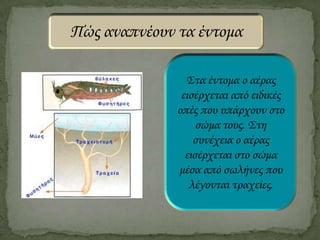 Πώς αναπνέουν τα έντομα
Στα έντομα ο αέρας
εισέρχεται από ειδικές
οπές που υπάρχουν στο
σώμα τους. Στη
συνέχεια ο αέρας
εισέρχεται στο σώμα
μέσα από σωλήνες που
λέγονται τραχείες.

 