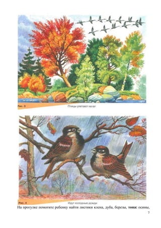 На прогулке помогите ребенку найти листики клена, дуба, березы, топа: осины,
7

 