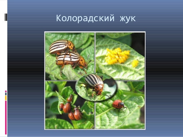насекомые вредители человека и животных насекомые вредители человека и животных