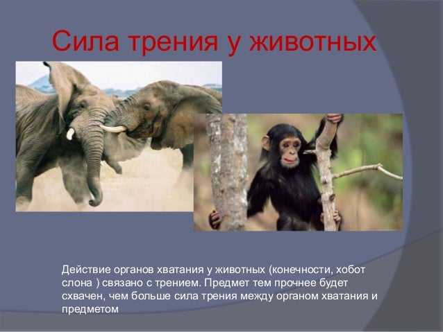 Проект трение в жизни животных