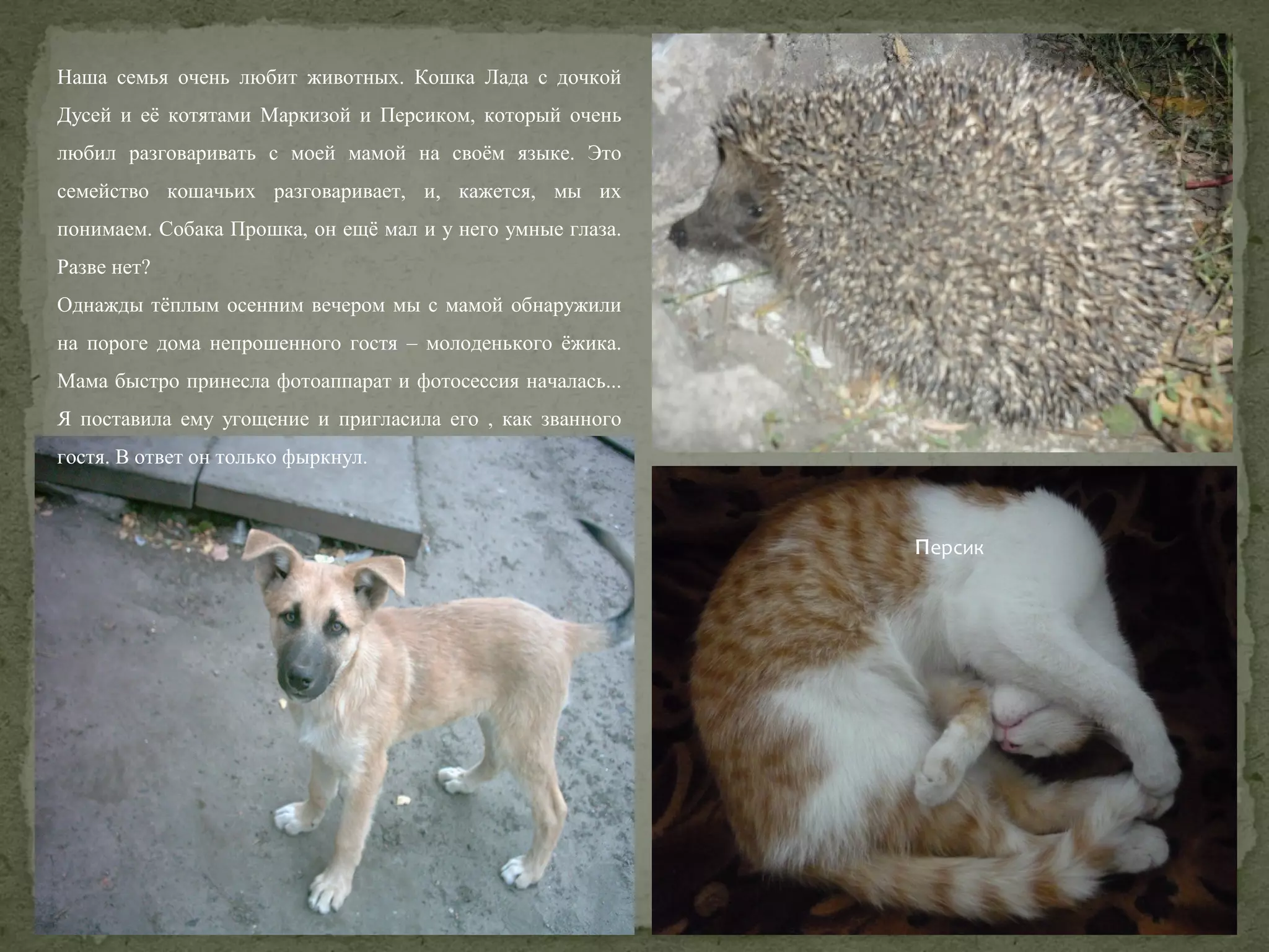 Наша семья очень любит животных. Кошка Лада с дочкой
Дусей и её котятами Маркизой и Персиком, который очень
любил разговаривать с моей мамой на своём языке. Это
семейство кошачьих разговаривает, и, кажется, мы их
понимаем. Собака Прошка, он ещё мал и у него умные глаза.
Разве нет?
Однажды тёплым осенним вечером мы с мамой обнаружили
на пороге дома непрошенного гостя – молоденького ёжика.
Мама быстро принесла фотоаппарат и фотосессия началась...
Я поставила ему угощение и пригласила его , как званного
гостя. В ответ он только фыркнул.

персик

 