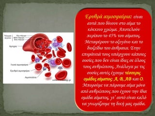 Ερυθρά αιμοσφαίρια: είναι
αυτά που δίνουν στο αίμα το
κόκκινο χρώμα. Αποτελούν
περίπου το 45% του αίματος.
Μεταφέρουν το οξυγόνο και το
διοξείδιο του άνθρακα. Στην
επιφάνειά τους υπάρχουν κάποιες
ουσίες που δεν είναι ίδιες σε όλους
τους ανθρώπους. Ανάλογα με τις
ουσίες αυτές έχουμε τέσσερις
ομάδες αίματος: Α, Β, ΑΒ και Ο.
Μπορούμε να πάρουμε αίμα μόνο
από ανθρώπους που έχουν την ίδια
ομάδα αίματος, γι’ αυτό είναι καλό
να γνωρίζουμε τη δική μας ομάδα.

 