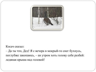 Диафильм По Рассказу Виталия Бианки "Заяц, Косач, Медведь И Дед.