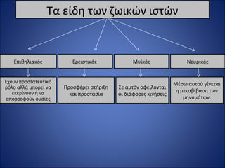 Τα είδη των ζωικών ιστών

Επιθηλιακός

Ερειστικός

Μυϊκός

Νευρικός

Έχουν προστατευτικό
ρόλο αλλά μπορεί να
εκκρίνουν ή να
απορροφούν ουσίες

Προσφέρει στήριξη
και προστασία

Σε αυτόν οφείλονται
οι διάφορες κινήσεις

Μέσω αυτού γίνεται
η μεταβίβαση των
μηνυμάτων.

 