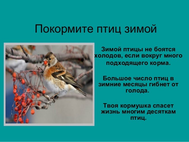 Проект на тему покорми птиц зимой. Зимующие птицы для детей. Снегирь рисунок для детей. Проект про птиц. Птицы зимой 3 класс.