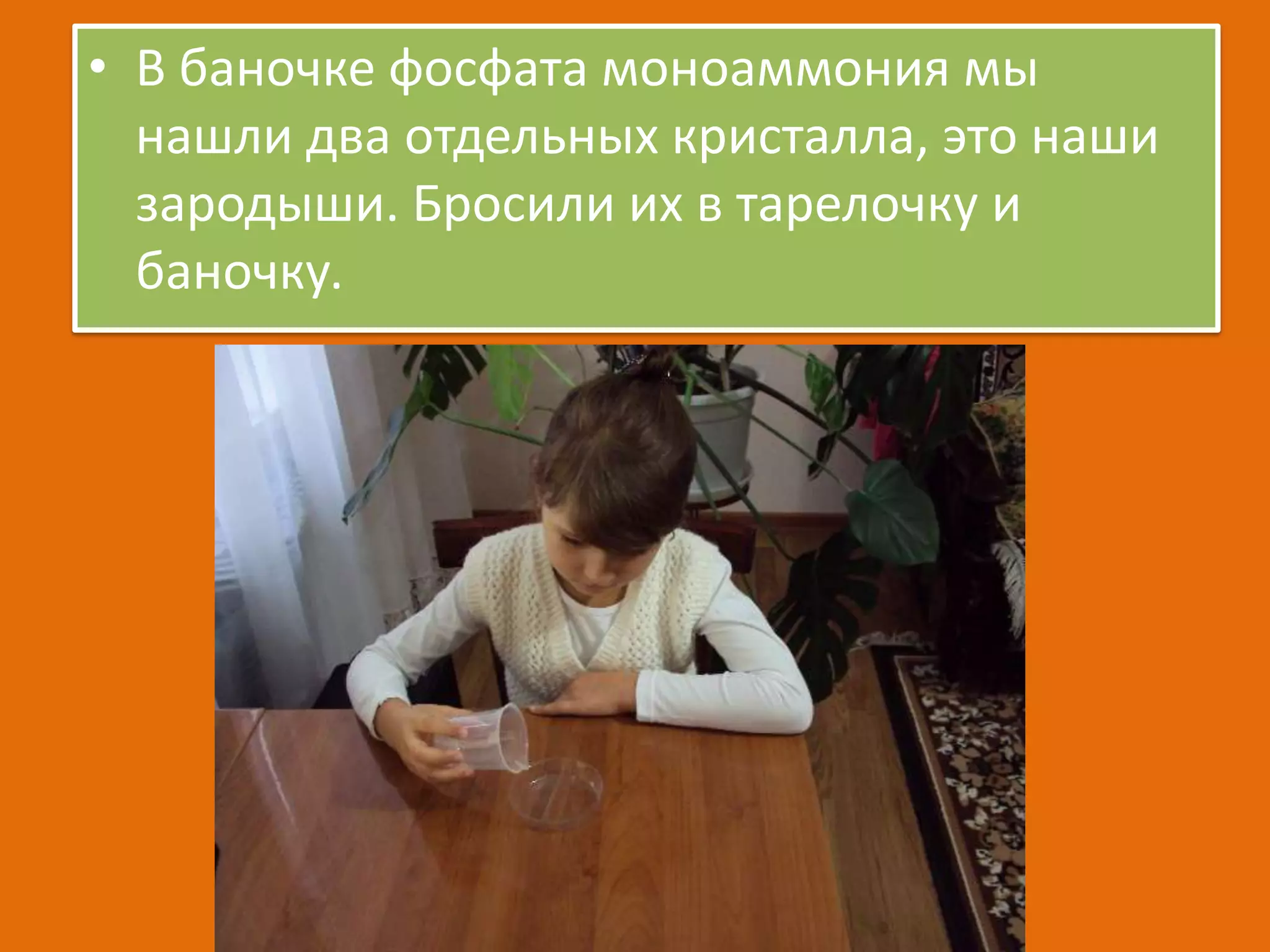 • В баночке фосфата моноаммония мы
нашли два отдельных кристалла, это наши
зародыши. Бросили их в тарелочку и
баночку.

 