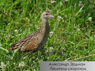 Аляксандр Эрдман
Пешеход-скороход

 