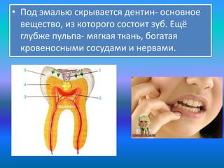 • Под эмалью скрывается дентин- основное
вещество, из которого состоит зуб. Ещё
глубже пульпа- мягкая ткань, богатая
кровеносными сосудами и нервами.

 