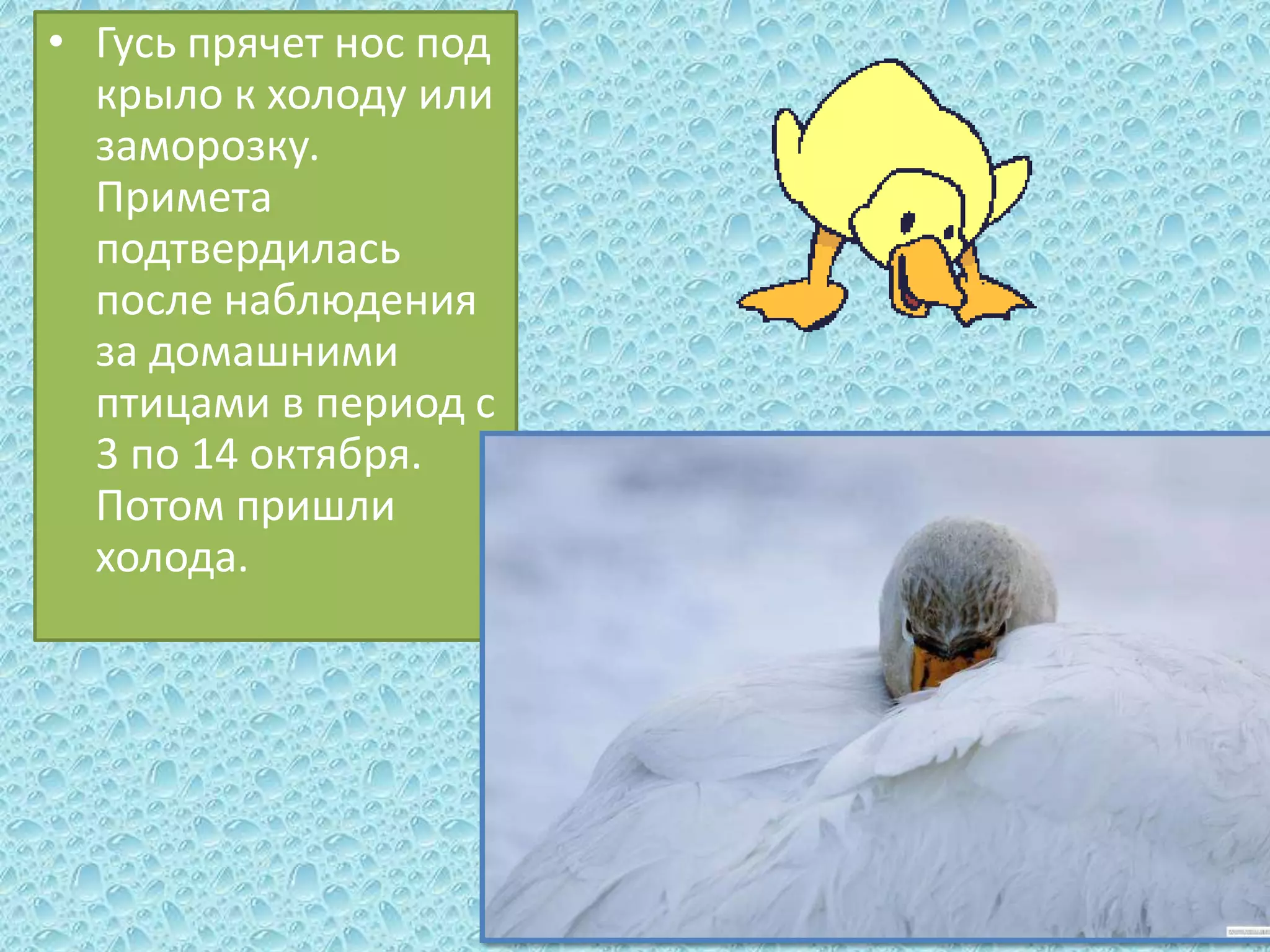 • Гусь прячет нос под
крыло к холоду или
заморозку.
Примета
подтвердилась
после наблюдения
за домашними
птицами в период с
3 по 14 октября.
Потом пришли
холода.

 