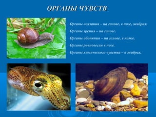 ОРГАНЫ ЧУВСТВ
Органы осязания – на голове, в ноге, жабрах.
Органы зрения – на голове.
Органы обоняния – на голове, в коже.
Органы равновесия в ноге.
Органы химического чувства – в жабрах.

 