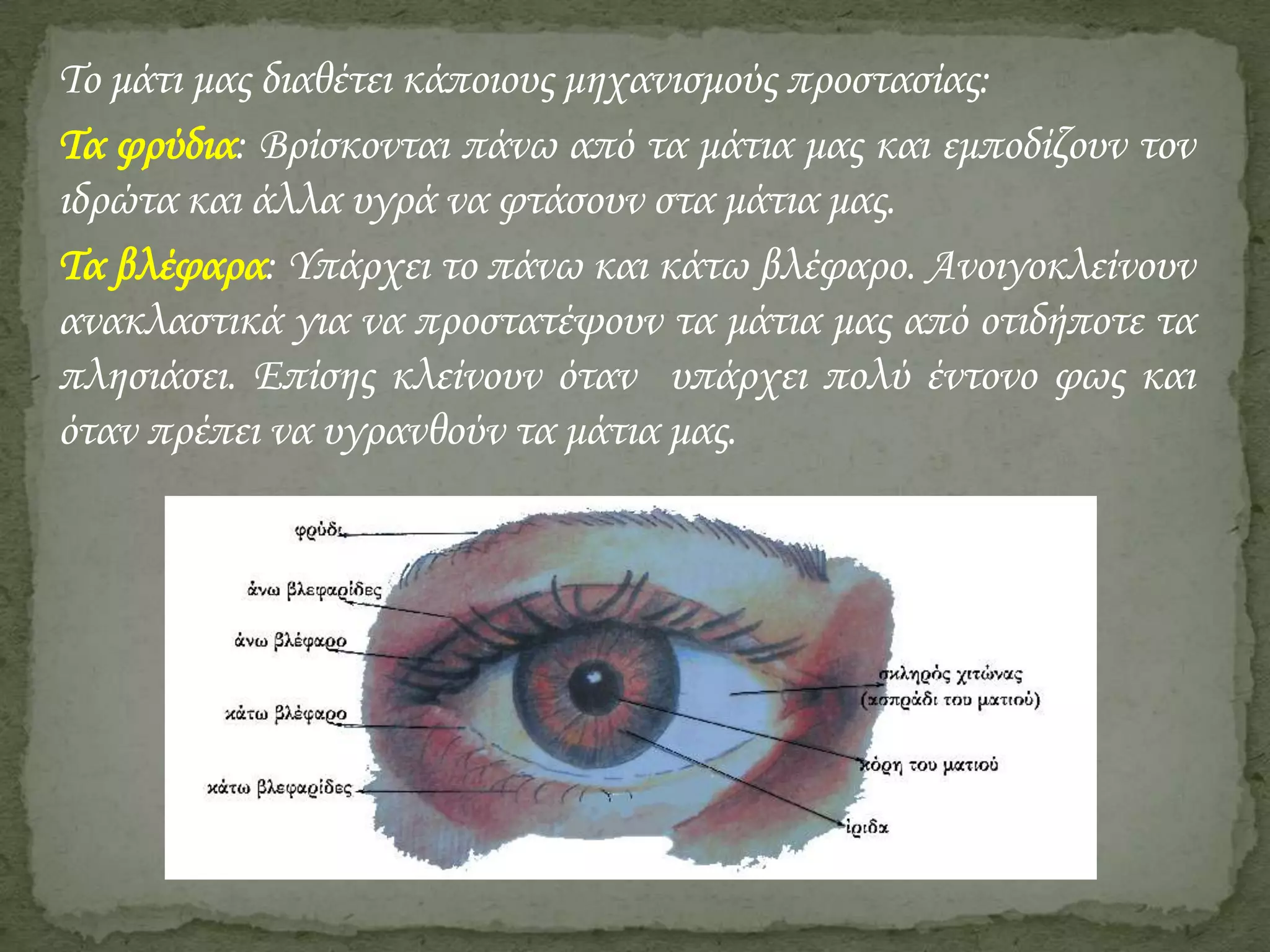 Το μάτι μας διαθέτει κάποιους μηχανισμούς προστασίας:
Τα φρύδια: Βρίσκονται πάνω από τα μάτια μας και εμποδίζουν τον
ιδρώτα και άλλα υγρά να φτάσουν στα μάτια μας.
Τα βλέφαρα: Υπάρχει το πάνω και κάτω βλέφαρο. Ανοιγοκλείνουν
ανακλαστικά για να προστατέψουν τα μάτια μας από οτιδήποτε τα
πλησιάσει. Επίσης κλείνουν όταν υπάρχει πολύ έντονο φως και
όταν πρέπει να υγρανθούν τα μάτια μας.

 