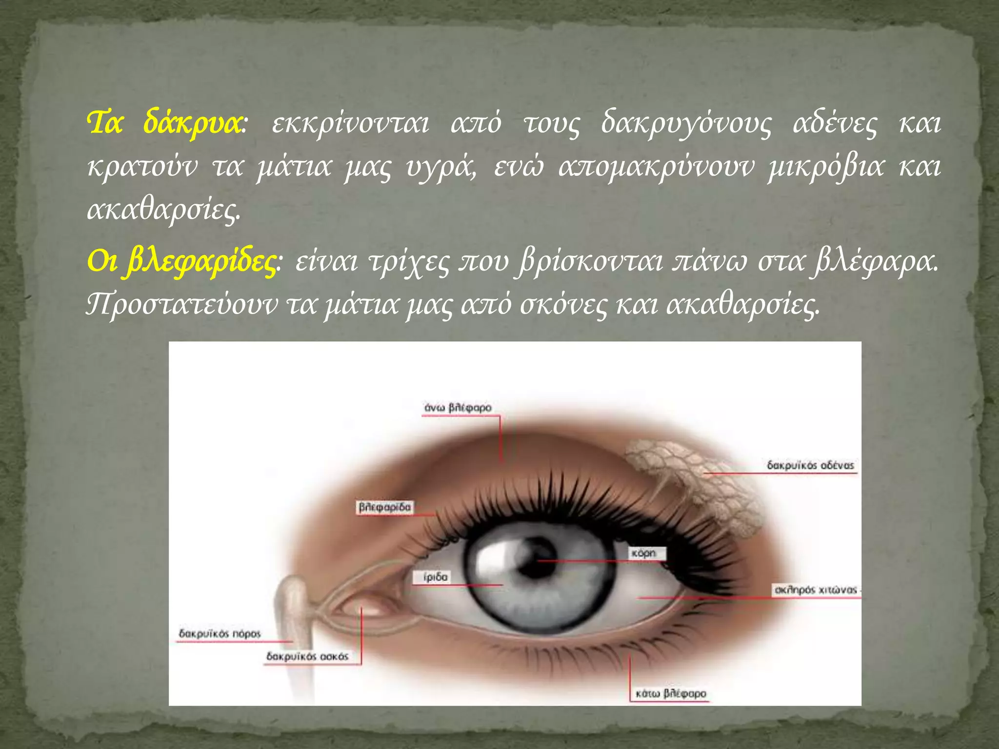 Τα δάκρυα: εκκρίνονται από τους δακρυγόνους αδένες και
κρατούν τα μάτια μας υγρά, ενώ απομακρύνουν μικρόβια και
ακαθαρσίες.
Οι βλεφαρίδες: είναι τρίχες που βρίσκονται πάνω στα βλέφαρα.
Προστατεύουν τα μάτια μας από σκόνες και ακαθαρσίες.

 