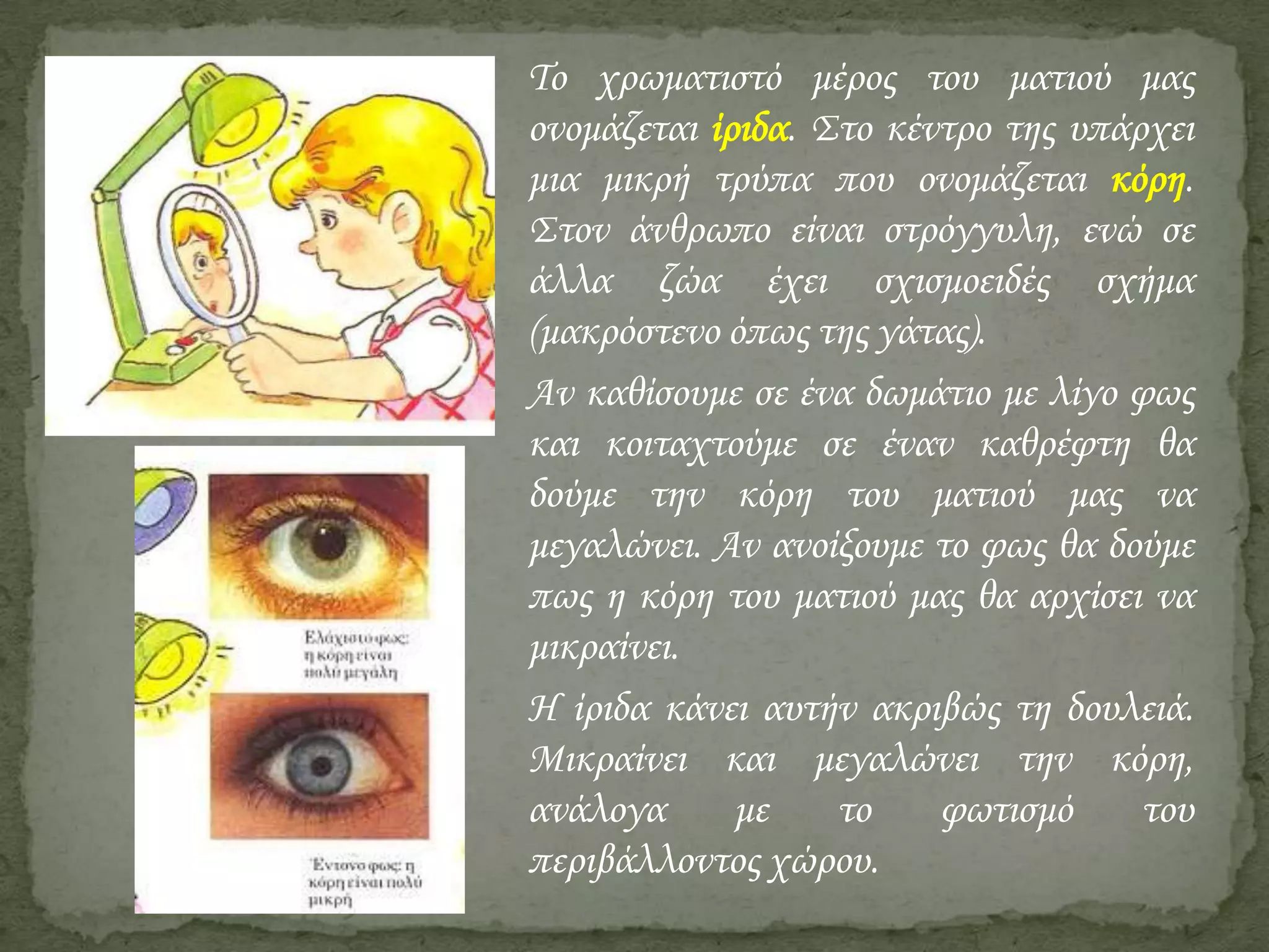 Το χρωματιστό μέρος του ματιού μας
ονομάζεται ίριδα. Στο κέντρο της υπάρχει
μια μικρή τρύπα που ονομάζεται κόρη.
Στον άνθρωπο είναι στρόγγυλη, ενώ σε
άλλα ζώα έχει σχισμοειδές σχήμα
(μακρόστενο όπως της γάτας).
Αν καθίσουμε σε ένα δωμάτιο με λίγο φως
και κοιταχτούμε σε έναν καθρέφτη θα
δούμε την κόρη του ματιού μας να
μεγαλώνει. Αν ανοίξουμε το φως θα δούμε
πως η κόρη του ματιού μας θα αρχίσει να
μικραίνει.
Η ίριδα κάνει αυτήν ακριβώς τη δουλειά.
Μικραίνει και μεγαλώνει την κόρη,
ανάλογα
με
το
φωτισμό
του
περιβάλλοντος χώρου.

 