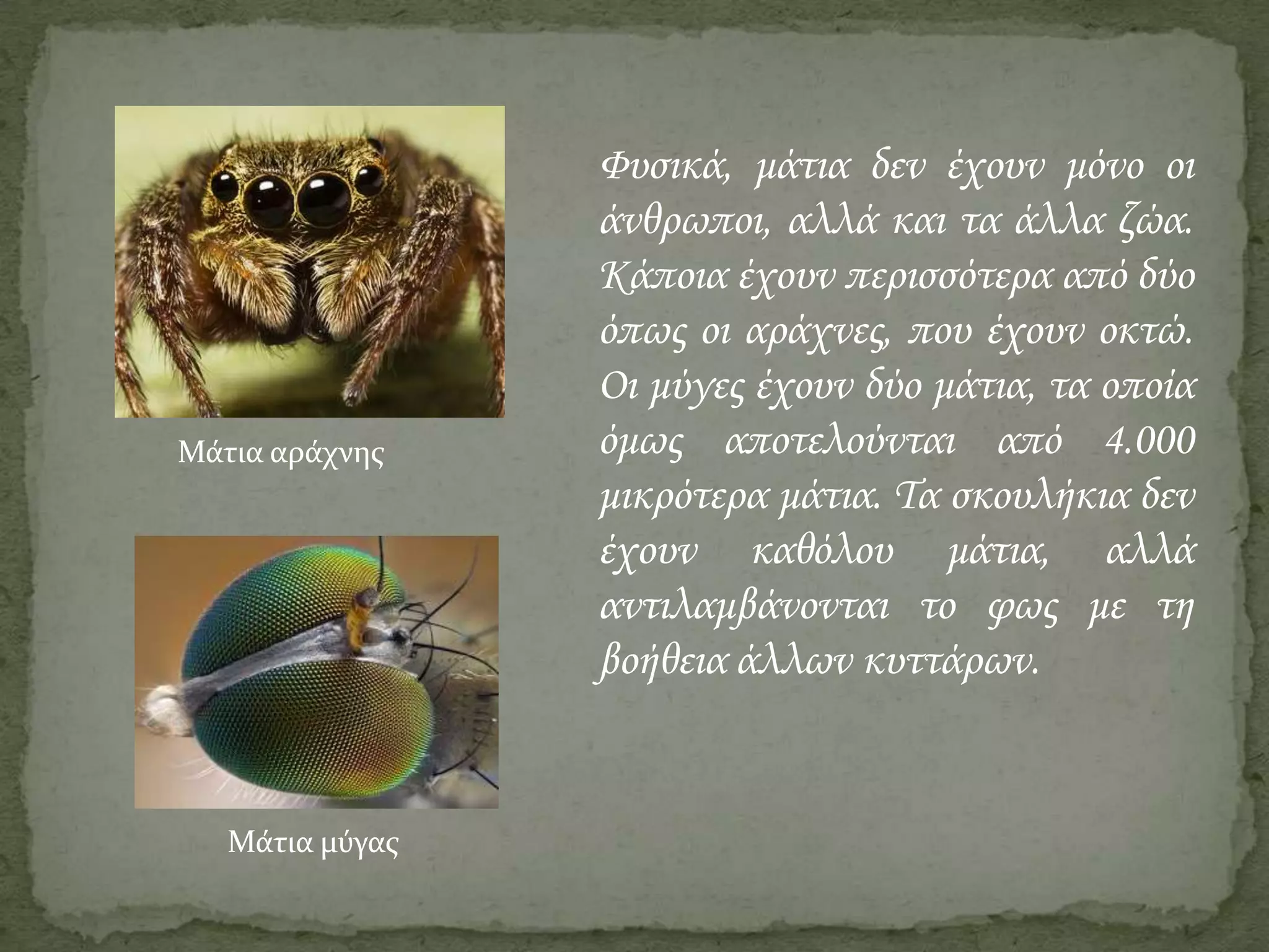 Μάτια αράχνης

Μάτια μύγας

Φυσικά, μάτια δεν έχουν μόνο οι
άνθρωποι, αλλά και τα άλλα ζώα.
Κάποια έχουν περισσότερα από δύο
όπως οι αράχνες, που έχουν οκτώ.
Οι μύγες έχουν δύο μάτια, τα οποία
όμως αποτελούνται από 4.000
μικρότερα μάτια. Τα σκουλήκια δεν
έχουν καθόλου μάτια, αλλά
αντιλαμβάνονται το φως με τη
βοήθεια άλλων κυττάρων.

 