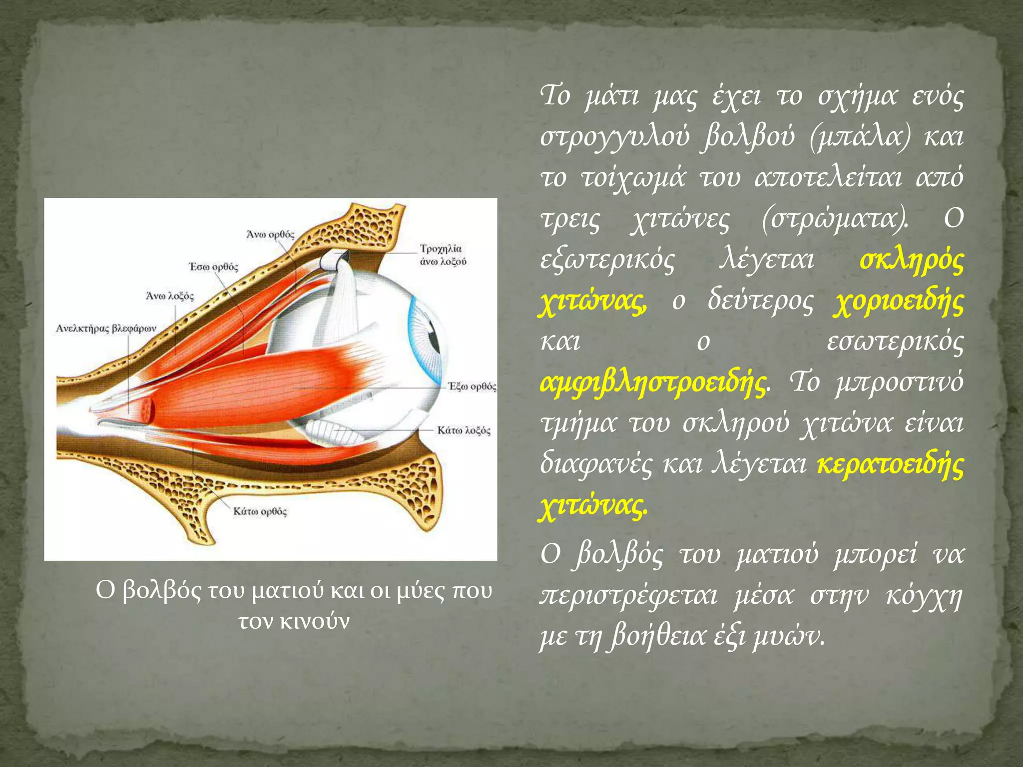 Ο βολβός του ματιού και οι μύες που
τον κινούν

Το μάτι μας έχει το σχήμα ενός
στρογγυλού βολβού (μπάλα) και
το τοίχωμά του αποτελείται από
τρεις χιτώνες (στρώματα). Ο
εξωτερικός λέγεται σκληρός
χιτώνας, ο δεύτερος χοριοειδής
και
ο
εσωτερικός
αμφιβληστροειδής. Το μπροστινό
τμήμα του σκληρού χιτώνα είναι
διαφανές και λέγεται κερατοειδής
χιτώνας.
Ο βολβός του ματιού μπορεί να
περιστρέφεται μέσα στην κόγχη
με τη βοήθεια έξι μυών.

 