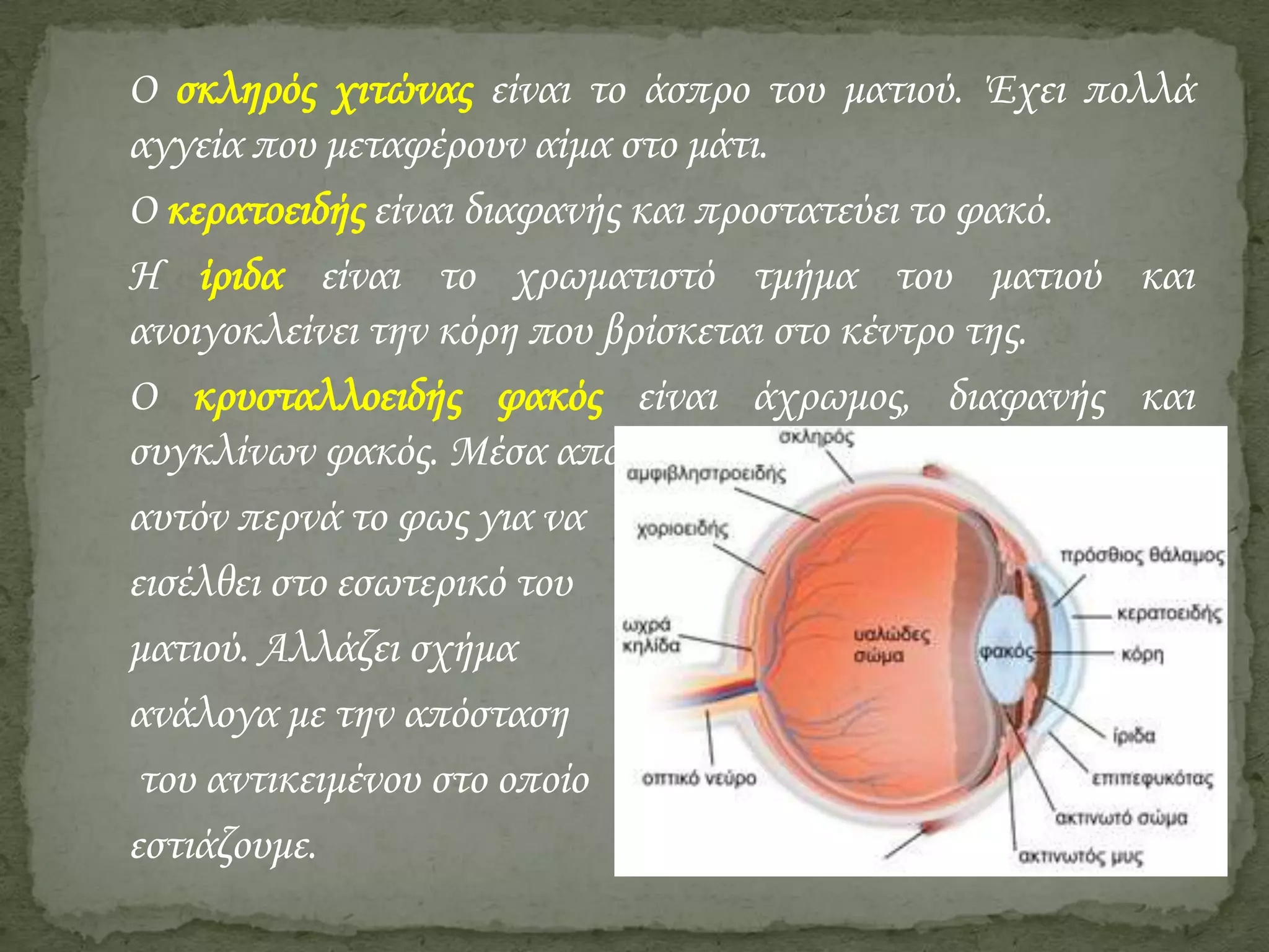 Ο σκληρός χιτώνας είναι το άσπρο του ματιού. Έχει πολλά
αγγεία που μεταφέρουν αίμα στο μάτι.
Ο κερατοειδής είναι διαφανής και προστατεύει το φακό.
Η ίριδα είναι το χρωματιστό τμήμα του ματιού και
ανοιγοκλείνει την κόρη που βρίσκεται στο κέντρο της.
Ο κρυσταλλοειδής φακός είναι άχρωμος, διαφανής και
συγκλίνων φακός. Μέσα από
αυτόν περνά το φως για να
εισέλθει στο εσωτερικό του
ματιού. Αλλάζει σχήμα
ανάλογα με την απόσταση
του αντικειμένου στο οποίο
εστιάζουμε.

 