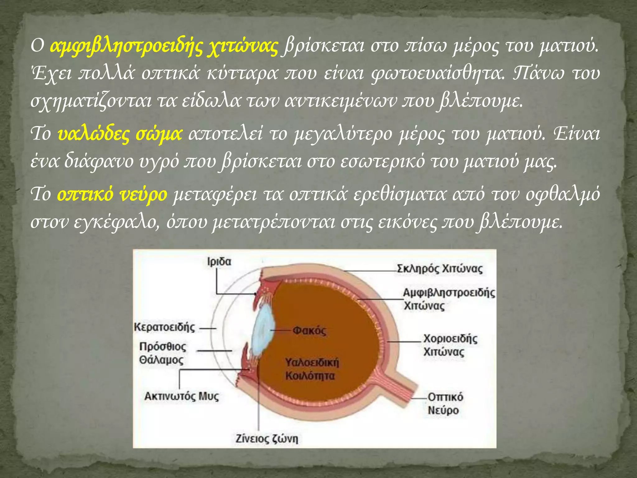 Ο αμφιβληστροειδής χιτώνας βρίσκεται στο πίσω μέρος του ματιού.
Έχει πολλά οπτικά κύτταρα που είναι φωτοευαίσθητα. Πάνω του
σχηματίζονται τα είδωλα των αντικειμένων που βλέπουμε.
Το υαλώδες σώμα αποτελεί το μεγαλύτερο μέρος του ματιού. Είναι
ένα διάφανο υγρό που βρίσκεται στο εσωτερικό του ματιού μας.
Το οπτικό νεύρο μεταφέρει τα οπτικά ερεθίσματα από τον οφθαλμό
στον εγκέφαλο, όπου μετατρέπονται στις εικόνες που βλέπουμε.

 