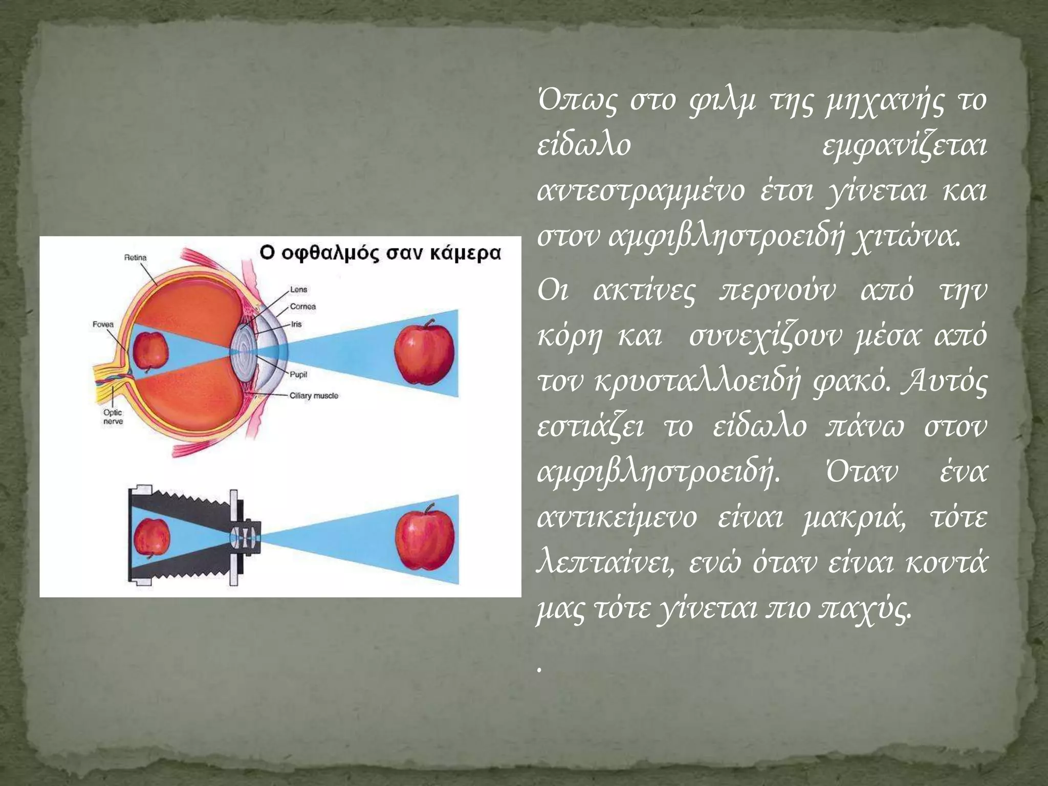 ΋πως στο φιλμ της μηχανής το
είδωλο
εμφανίζεται
αντεστραμμένο έτσι γίνεται και
στον αμφιβληστροειδή χιτώνα.
Οι ακτίνες περνούν από την
κόρη και συνεχίζουν μέσα από
τον κρυσταλλοειδή φακό. Αυτός
εστιάζει το είδωλο πάνω στον
αμφιβληστροειδή. ΋ταν ένα
αντικείμενο είναι μακριά, τότε
λεπταίνει, ενώ όταν είναι κοντά
μας τότε γίνεται πιο παχύς.
.

 