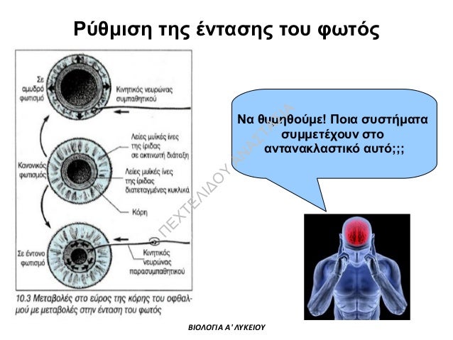 ΒΙΟΛΟΓΙΑ Α' ΛΥΚΕΙΟΥ- Κεφ.10: Αισθητήρια όργανα