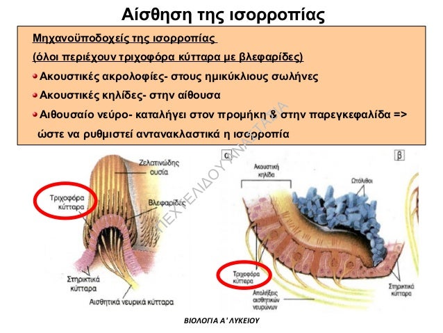 ΒΙΟΛΟΓΙΑ Α' ΛΥΚΕΙΟΥ- Κεφ.10: Αισθητήρια όργανα