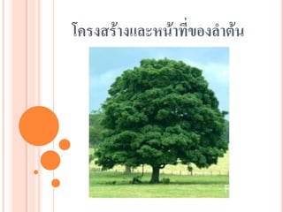 โครงสร้างและหน้าที่ของลาต้น

 