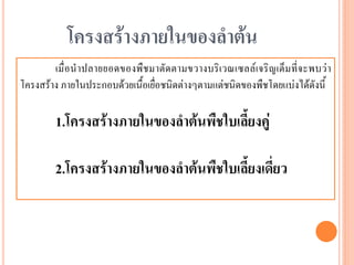 โครงสร้างภายในของลาต้น
เมื่ อ นาปลายยอดของพืชมาตัดตามขวางบริ เวณเซลล์เจริ ญ เต็ม ที่ จ ะพบว่า
โครงสร้าง ภายในประกอบด้วยเนื้อเยื่อชนิดต่างๆตามแต่ชนิดของพืชโดยแบ่งได้ดังนี้

1.โครงสร้างภายในของลาต้นพืชใบเลี้ยงคู่
2.โครงสร้างภายในของลาต้นพืชใบเลี้ยงเดี่ยว

 