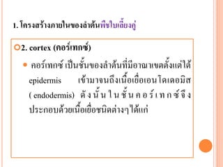 1. โครงสร้างภายในของลาต้นพืชใบเลี้ยงคู่
2. cortex (คอร์เทกซ์)



คอร์เทกซ์ เป็นชั้นของลาต้นที่มีอาณาเขตตั้งแต่ใต้
epidermis เข้ามาจนถึงเนื้อเยื่อเอนโดเดอมิส
( endodermis) ดั ง นั้ น ใ น ชั้ น ค อ ร์ เ ท ก ซ์ จึ ง
ประกอบด้วยเนื้อเยื่อชนิดต่างๆได้แก่

 