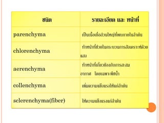ชนิด
parenchyma
chlorenchyma
aerenchyma

รายละเอียด และ หน้าที่
เป็นเนื้อเยื่อส่วนใหญ่ที่พบภายในลาต้น

ทาหน้าที่ช่วยในกระบวนการสังเคราะห์ด้วย
แสง
ทาหน้าที่เกี่ยวข้องกับการสะสม
อากาศ โดยเฉพาะพืชน้า

collenchyma

เพิ่มความแข็งแรงให้แก่ลาต้น

sclerenchyma(fiber)

ให้ความแข็งแรงแก่ลาต้น

 