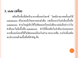 3. stele (สตีล)
สตีลเป็นชั้นที่ถัดเข้ามาจากชั้นคอร์เทกซ์ โดยมีอาณาเขตตั้งแต่ใต้
endodermis เข้ามาจนถึงใจกลางของลาต้น แต่เนื่องจากในลาต้นเนื้อเยื่อ
endodermis ส่วนใหญ่เห็นได้ไม่ชัดเจนหรือหนังสือบางเล่มก็กล่าวว่าใน
ลาต้นจะไม่มีเนื้อเยื่อ endodermis ทาให้ชั้นสตีลในลาต้นแบ่งแยกออก
จากชั้นคอร์เทกซ์ได้ไม่ชัดเจนเหมือนในส่วน ของรากพืช ภายในชั้นสตีล
จะประกอบด้วยเนื้อเยื่อที่สาคัญ คือ

 