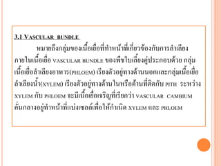3.1 VASCULAR BUNDLE
หมายถึงกลุ่มของเนื้อเยื่อที่ทาหน้าที่เกี่ยวข้องกับการลาเลียง
ภายในเนื้อเยื่อ VASCULAR BUNDLE ของพืชใบเลี้ยงคู่ประกอบด้วย กลุ่ม
เนื้อเยื่อลาเลียงอาหาร(PHLOEM) เรียงตัวอยู่ทางด้านนอกและกลุ่มเนื้อเยื่อ
ลาเลียงน้า(XYLEM) เรียงตัวอยู่ทางด้านในหรือด้านที่ติดกับ PITH ระหว่าง
XYLEM กับ PHLOEM จะมีเนื้อเยื่อเจริญที่เรียกว่า VASCULAR CAMBIUM
คั่นกลางอยู่ทาหน้าที่แบ่งเซลล์เพื่อให้กาเนิด XYLEM และ PHLOEM

 