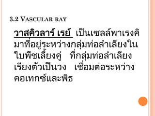 3.2 VASCULAR RAY

วาสคิวลาร ์ เรย ์ เป็ นเซลลพาเรงคิ
์
มาทีอยูระหวางกลุมทอลาเลียงใน
่ ่
่
่ ่
ใบพืชเลียงคู่ ทีกลุมทอลาเลียง
้
่ ่ ่
เรียงตัวเป็ นวง เชือมตอระหวาง
่
่
่
คอเทกซและพิธ
์

 