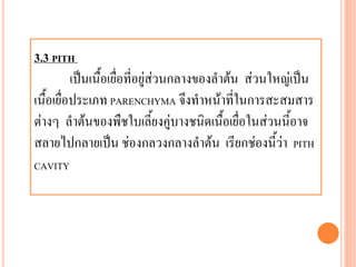 3.3 PITH
เป็นเนื้อเยื่อที่อยู่ส่วนกลางของลาต้น ส่วนใหญ่เป็น
เนื้อเยื่อประเภท PARENCHYMA จึงทาหน้าที่ในการสะสมสาร
ต่างๆ ลาต้นของพืชใบเลี้ยงคู่บางชนิดเนื้อเยื่อในส่วนนี้อาจ
สลายไปกลายเป็น ช่องกลวงกลางลาต้น เรียกช่องนี้ว่า PITH
CAVITY

 