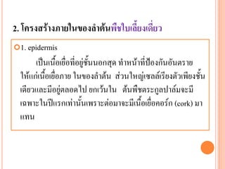 2. โครงสร้างภายในของลาต้นพืชใบเลี้ยงเดี่ยว
1. epidermis

เป็นเนื้อเยื่อที่อยู่ชั้นนอกสุด ทาหน้าที่ป้องกันอันตราย
ให้แก่เนื้อเยื่อภาย ในของลาต้น ส่วนใหญ่เซลล์เรียงตัวเพียงชั้น
เดียวและมีอยู่ตลอดไป ยกเว้นใน ต้นพืชตระกูลปาล์มจะมี
เฉพาะในปีแรกเท่านั้นเพราะต่อมาจะมีเนื้อเยื่อคอร์ก (cork) มา
แทน

 