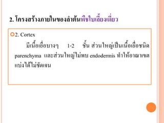 2. โครงสร้างภายในของลาต้นพืชใบเลี้ยงเดี่ยว
2. Cortex

มีเนื้อเยื่อบางๆ 1-2 ชั้น ส่วนใหญ่เป็นเนื้อเยื่อชนิด
parenchyma และส่วนใหญ่ไม่พบ endodermis ทาให้อาณาเขต
แบ่งได้ไม่ชัดเจน

 