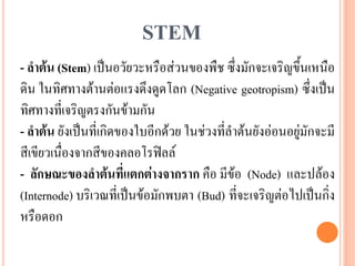 STEM
- ลาต้น (Stem) เป็นอวัยวะหรือส่วนของพืช ซึ่งมักจะเจริญขึ้นเหนือ
ดิน ในทิศทางต้านต่อแรงดึงดูดโลก (Negative geotropism) ซึ่งเป็น
ทิศทางที่เจริญตรงกันข้ามกัน
- ลาต้น ยังเป็นที่เกิดของใบอีกด้วย ในช่วงที่ลาต้นยังอ่อนอยู่มักจะมี
สีเขียวเนื่องจากสีของคลอโรฟิลล์
- ลักษณะของลาต้นที่แตกต่างจากราก คือ มีข้อ (Node) และปล้อง
(Internode) บริเวณที่เป็นข้อมักพบตา (Bud) ที่จะเจริญต่อไปเป็นกิ่ง
หรือดอก

 