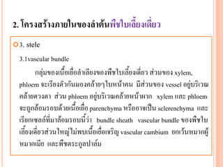 2. โครงสร้างภายในของลาต้นพืชใบเลี้ยงเดี่ยว
. stele

3

3.1vascular bundle
กลุ่มของเนื้อเยื่อลาเลียงของพืชใบเลี้ยงเดี่ยว ส่วนของ xylem,
phloem จะเรียงตัวกันมองคล้ายๆใบหน้าคน มีส่วนของ vessel อยู่บริเวณ
คล้ายดวงตา ส่วน phloem อยู่บริเวณคล้ายหน้าผาก xylem และ phloem
จะถูกล้อมรอบด้วยเนื้อเยื่อ parenchyma หรืออาจเป็น sclerenchyma และ
เรียกเซลล์ที่มาล้อมรอบนี้ว่า bundle sheath vascular bundle ของพืชใบ
เลี้ยงเดี่ยวส่วนใหญ่ไม่พบเนื้อเยื่อเจริญ vascular cambium ยกเว้นหมากผู้
หมากเมีย และพืชตระกูลปาล์ม

 