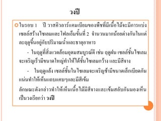 วงปี
 ในรอบ 1

ปี วาสคิวลาร์แคมเบียมของพืชที่มีเนื้อไม้จะมีการแบ่ง
เซลล์สร้างไซเลมและโฟลเอ็มขั้นที่ 2 จานวนมากน้อยต่างกันในแต่
ละฤดูขึ้นอยู่กับปริมาณน้าและธาตุอาหาร
- ในฤดูที่สิ่งแวดล้อมอุดมสมบูรณ์ดี เช่น ฤดูฝน เซลล์ชั้นไซเลม
จะเจริญเร็วมีขนาดใหญ่ทาให้ได้ชั้นไซเลมกว้าง และมีสีจาง
- ในฤดูแล้ง เซลล์ชั้นในไซเลมจะเจริญช้ามีขนาดเล็กเบียดกัน
แน่นทาให้เห็นแถบแคบๆและมีสีเข้ม
ลักษณะดังกล่าวทาให้เห็นเนื้อไม้มีสีจางและเข้มสลับกันมองเห็น
เป็นวงเรียกว่า วงปี

 