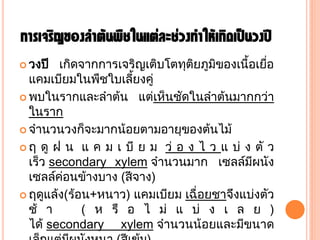 การเจริญของลาต้นพืชในแต่ละช่วงทาให้เกิดเป็นวงปี
 วงปี

เกิดจากการเจริญเติบโตทุตยภูมของเนื้อเยือ
ิ
ิ
่
แคมเบียมในพืชใบเลียงคู่
้
 พบในรากและลาต้น แตเห็ นชัดในลาต้นมากกวา
่
่
ในราก
 จานวนวงก็จะมากน้อยตามอายุของตนไม้
้
 ฤ ดู ฝ น แ ค ม เ บี ย ม ว ่ อ ง ไ ว แ บ ่ ง ตั ว
เร็ว secondary xylem จานวนมาก เซลลมีผนัง
์
เซลลคอนขางบาง (สี จาง)
้
์ ่
 ฤดูแลง(ร้อน+หนาว) แคมเบียม เฉื่ อยชาจึงแบงตัว
้
่
ช้ า
( ห รื อ ไ ม่ แ บ่ ง เ ล ย )
ได้ secondary xylem จานวนน้อยและมีขนาด

 
