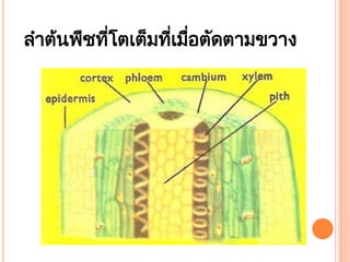 ลาตนพืชทีโตเต็มทีเมือตัดตามขวาง
่
่ ่
้

 